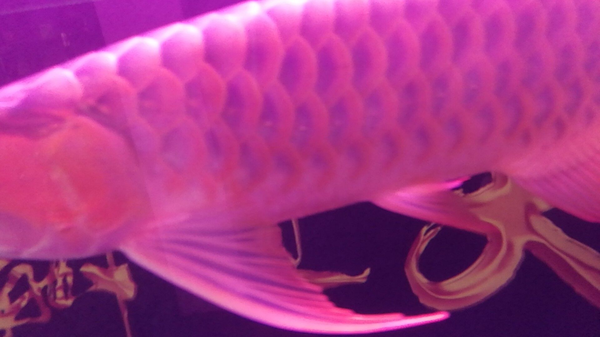 揚州水族館飼養(yǎng)紅龍 粗線銀版魚苗 第2張