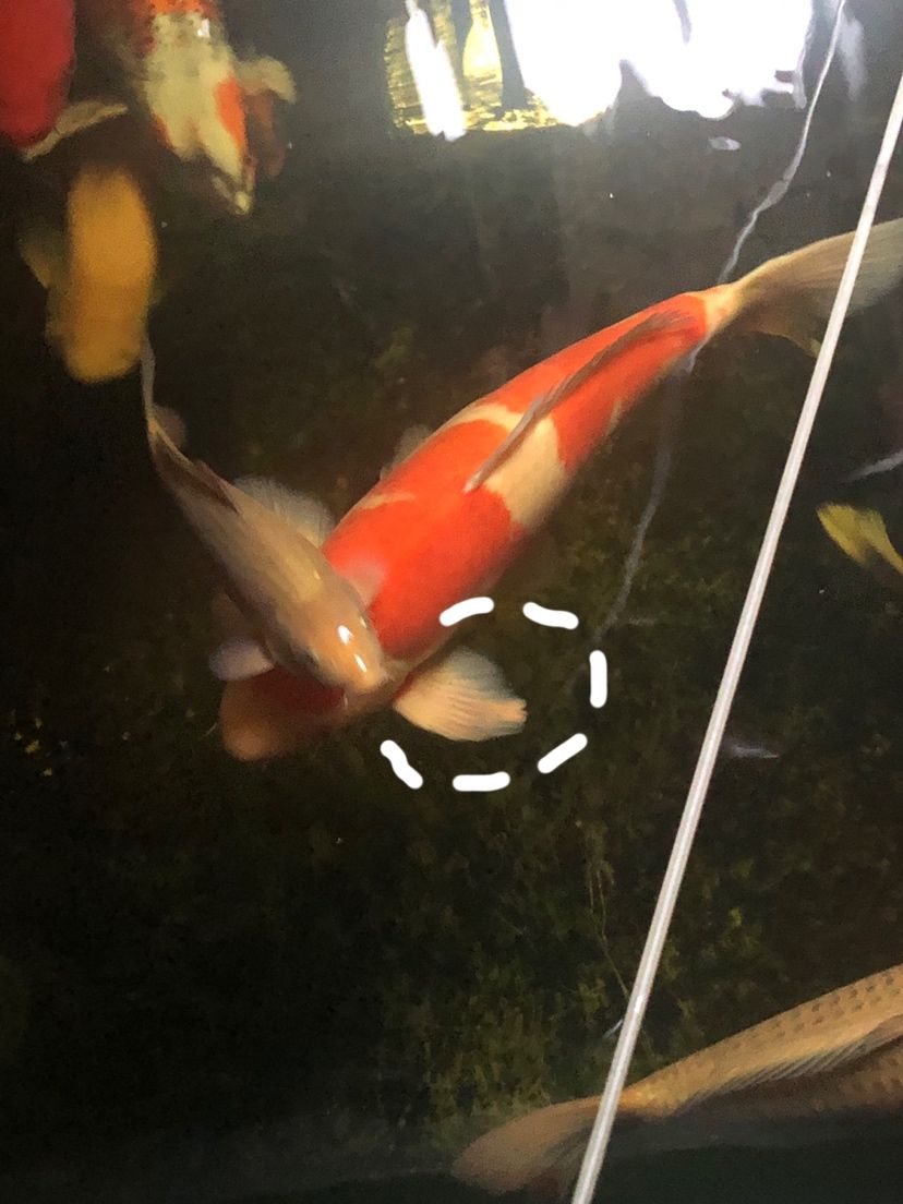 唐山水族館錦鯉左邊魚翅有問題請(qǐng)教 魚缸百科 第2張