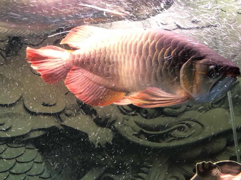 河源水族館早上來報(bào)道