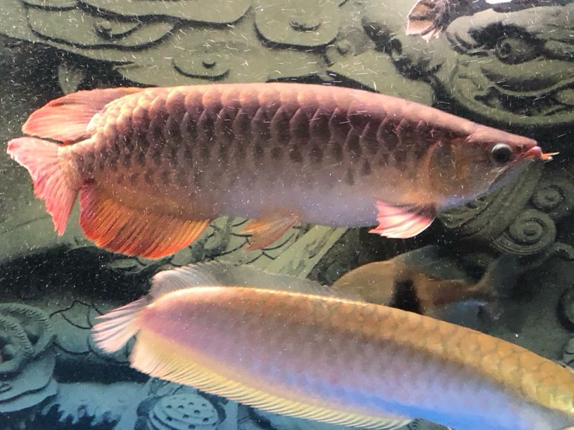 河源水族館早上來報(bào)道