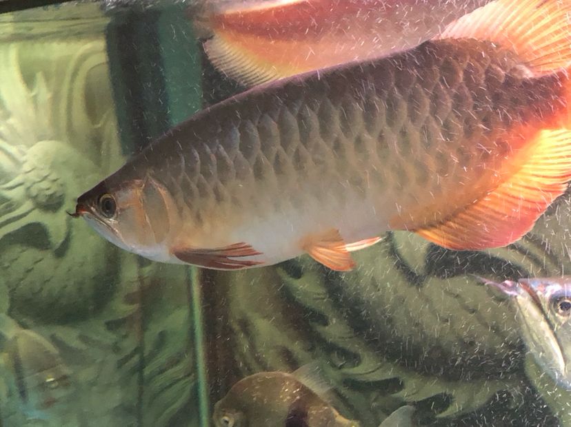 河源水族館早上來報(bào)道