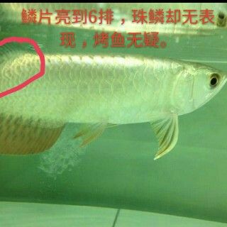 甘孜藏族自治州觀賞魚市場老缸重新開缸放闖缸魚曼龍 觀賞魚市場（混養(yǎng)魚） 第1張