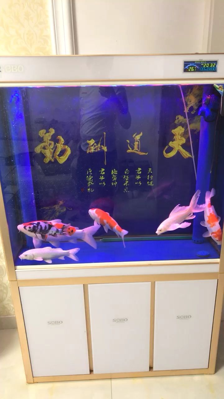 賞魚時間錦鯉圈