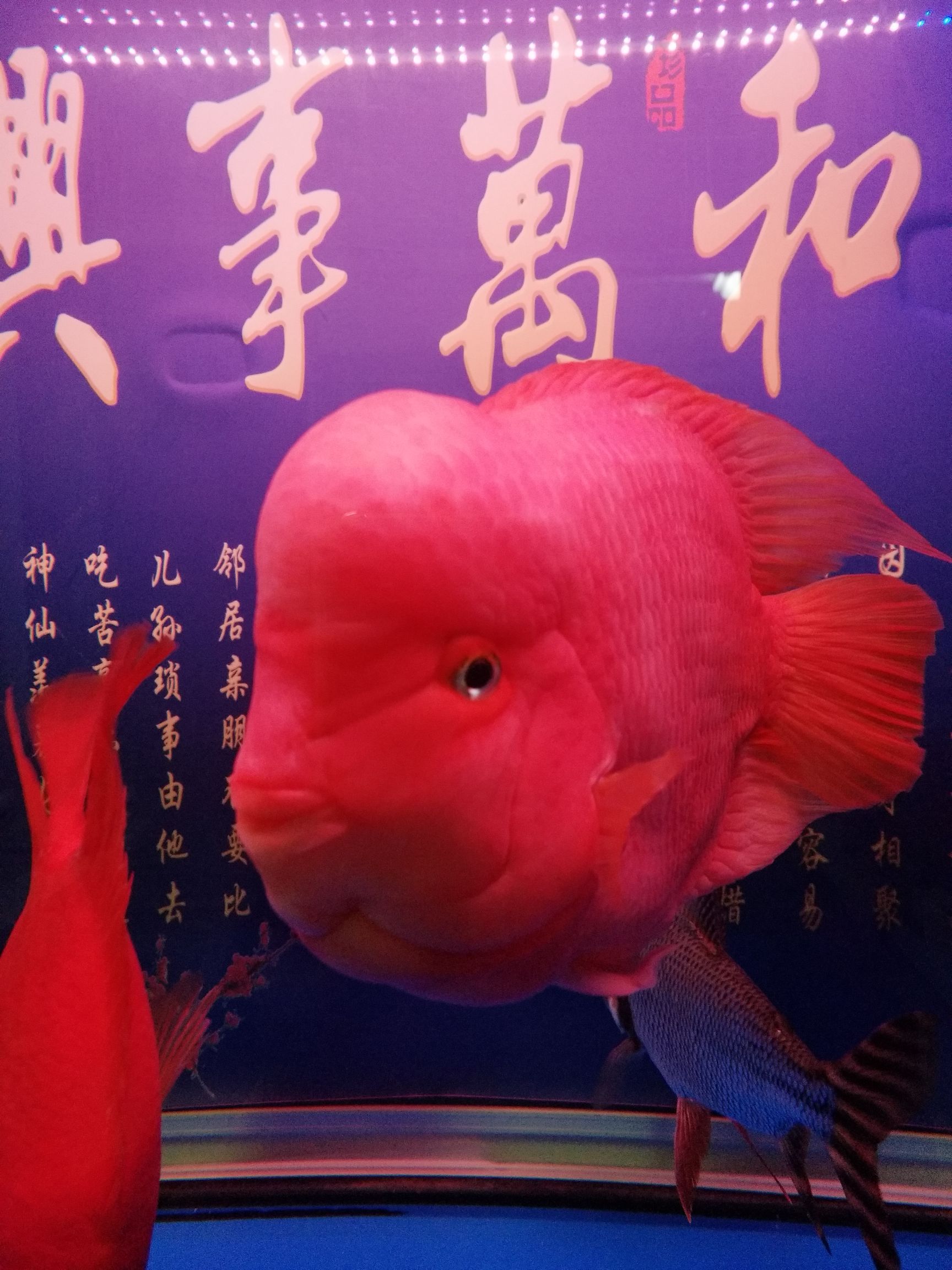 蘭州觀賞魚市場提醒帖