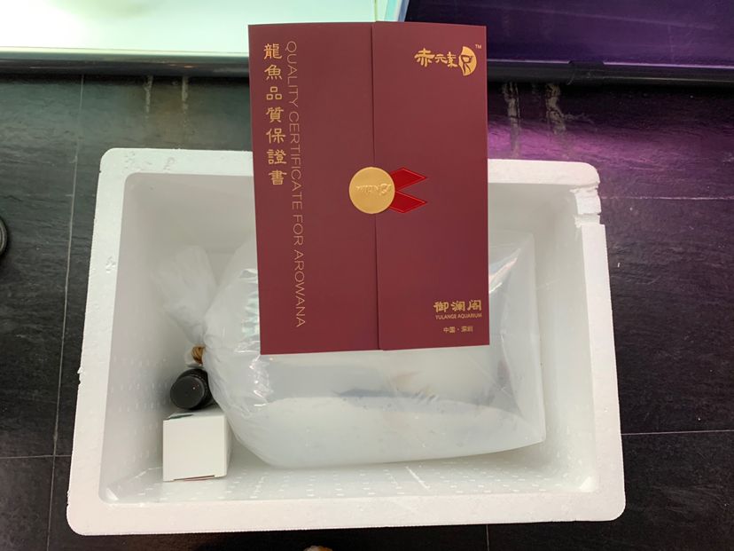 順豐到家 馬拉莫寶石魚(yú)苗 第4張