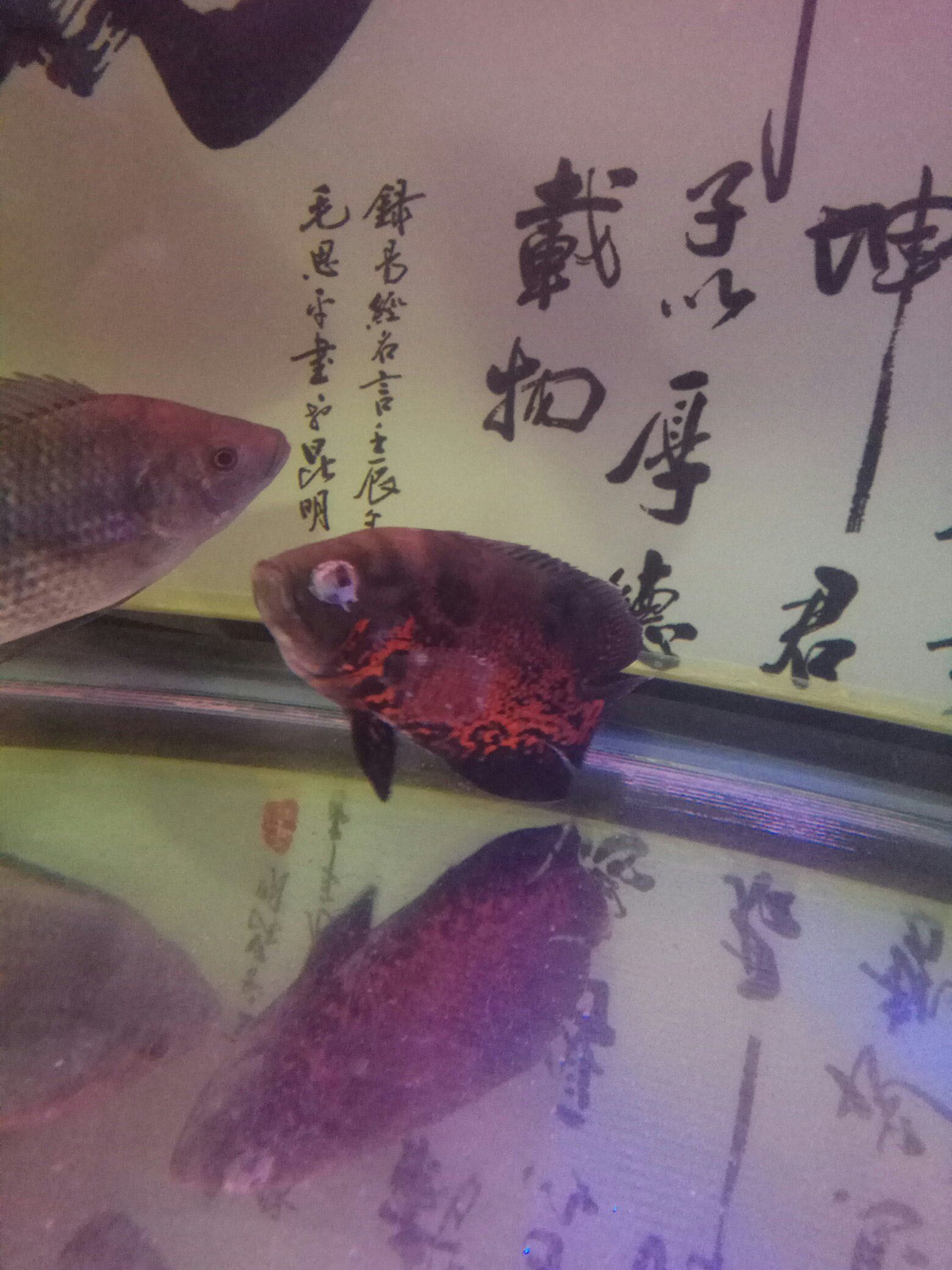 郴州觀賞魚市場蒙眼燒尾怎么回事