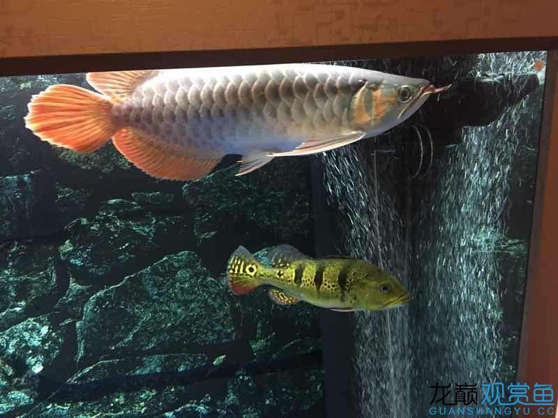 大俠留步 觀賞魚(yú)市場(chǎng) 第4張