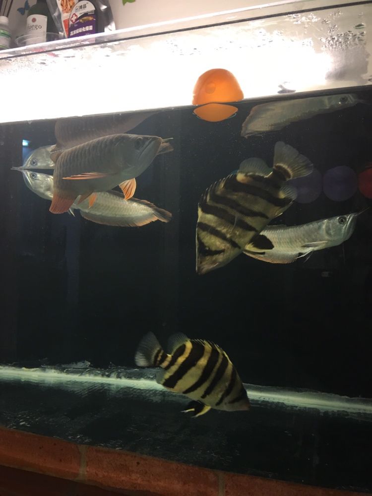 揭陽水族館虎魚不吃食