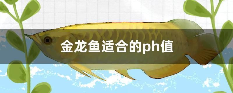 金龍魚(yú)適合的ph值（金龍魚(yú)適合ph值范圍及其對(duì)水質(zhì)穩(wěn)定性的要求）