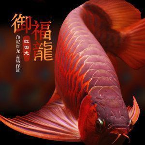 金龍魚一缸可以養(yǎng)幾條（金龍魚一缸可以取決于魚缸的大小和飼養(yǎng)者的經(jīng)驗(yàn)和知識(shí)） 龍魚百科 第2張