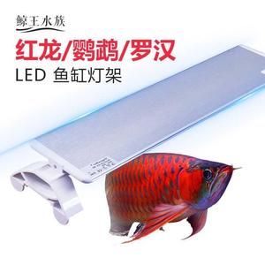 紅龍魚用led（led燈對(duì)紅龍魚的發(fā)色有影響，紅龍魚led燈對(duì)紅龍魚發(fā)色有影響）