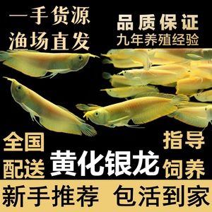 黃化銀龍魚不吃食（黃化銀龍魚不吃食的一些原因及其解決方法）