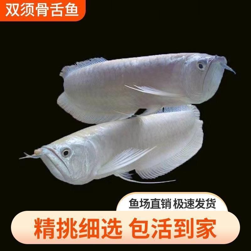 黃化銀龍魚不吃食（黃化銀龍魚不吃食的一些原因及其解決方法） 龍魚百科 第2張