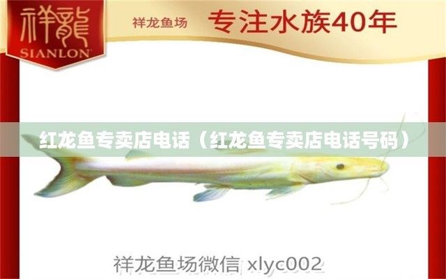 紅龍魚專賣店電話號(hào)碼多少（北京紅龍魚專賣店） 龍魚百科 第2張