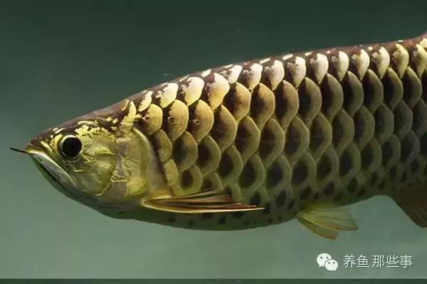 金龍魚的品種怎么分辨好壞（分辨金龍魚品種好壞的方法：金龍魚的鱗片和珠鱗的表現(xiàn)） 龍魚百科 第5張