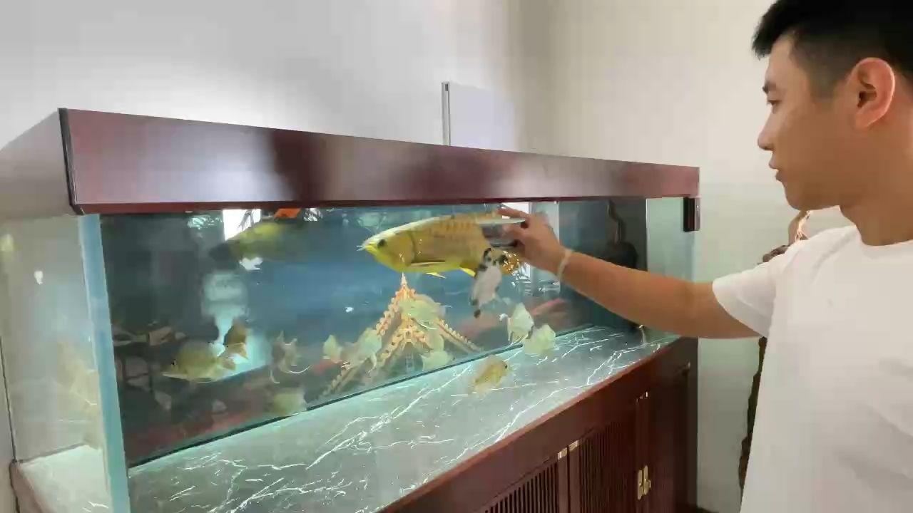 好茶不可獨(dú)飲 觀賞魚論壇