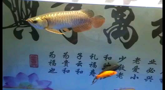 起床第一事看魚(yú)