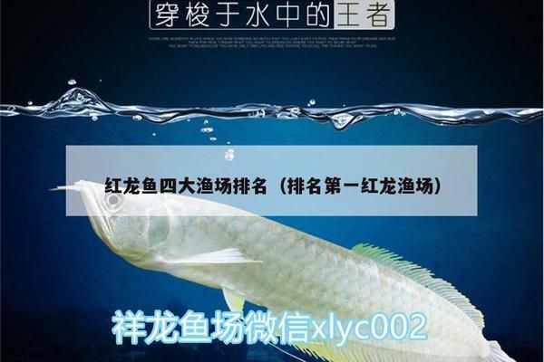 紅龍魚四大漁場排名（印尼紅龍魚四大漁場排名） 龍魚百科 第1張