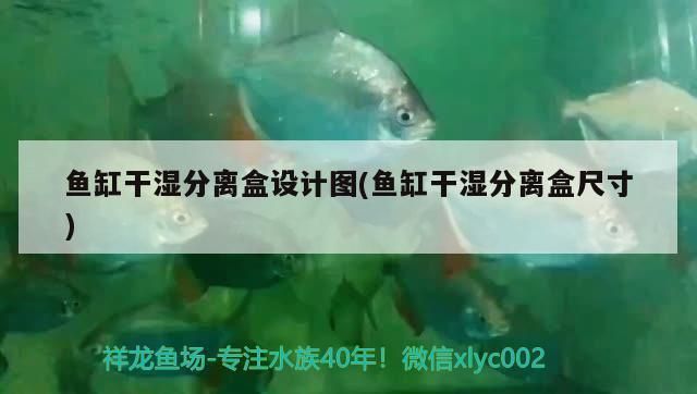 金龍魚30度水溫行嗎（金龍魚水溫調(diào)節(jié)方法） 龍魚百科 第4張