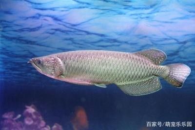 金龍魚兇猛（金龍魚與雷龍魚的區(qū)別）