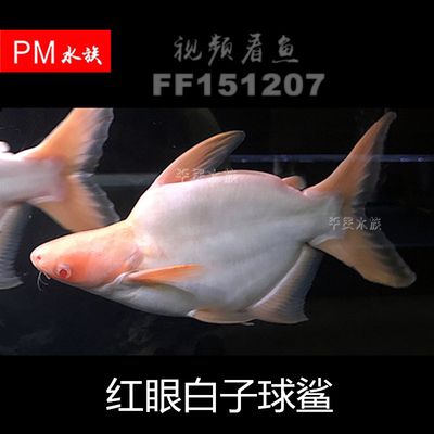 紅眼白子球鯊和龍魚混養(yǎng)（球鯊和龍魚可以混養(yǎng)嗎）