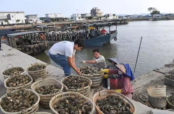 金龍魚陽(yáng)江（金龍魚陽(yáng)江指的是什么）