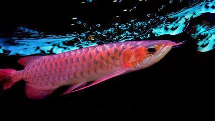 紅龍魚(yú)縮鰭怎么回事（紅龍魚(yú)縮鰭可能由多種因素引起，） 龍魚(yú)百科 第4張