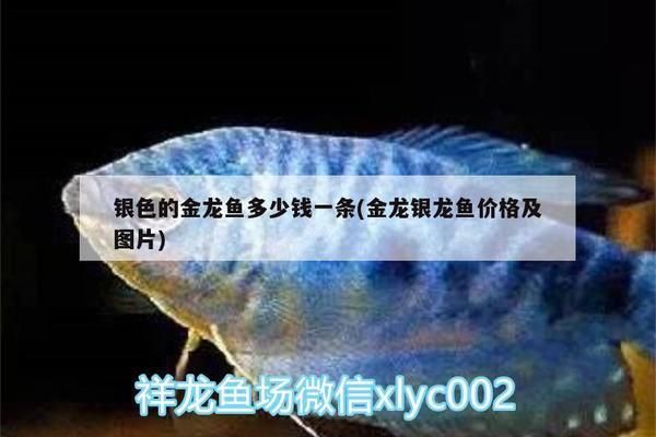 臨夏州觀賞魚市場割肉減密中有看上的魚友給個本錢就出