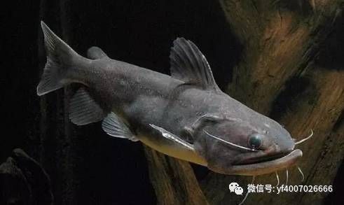 滴流小氣泡金魚(yú)圈