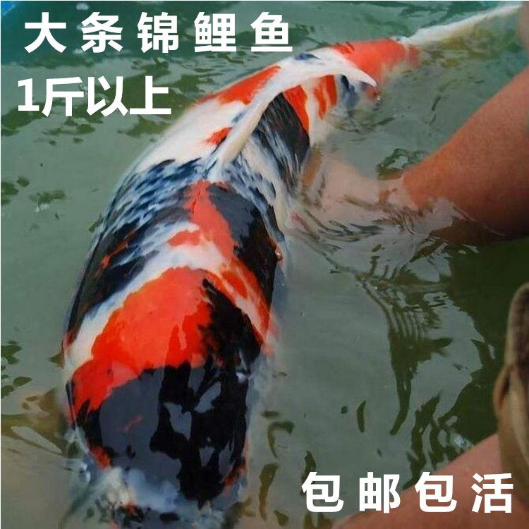 十堰觀賞魚市場地圖身上白斑是什么情況？請教