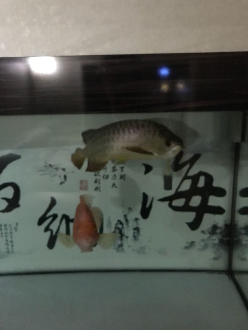 各位大神幫忙看看我的龍魚脖子歪了怎么辦