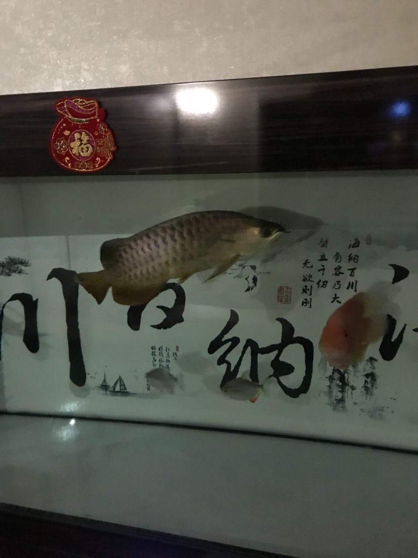 各位大神幫忙看看我的龍魚脖子歪了怎么辦