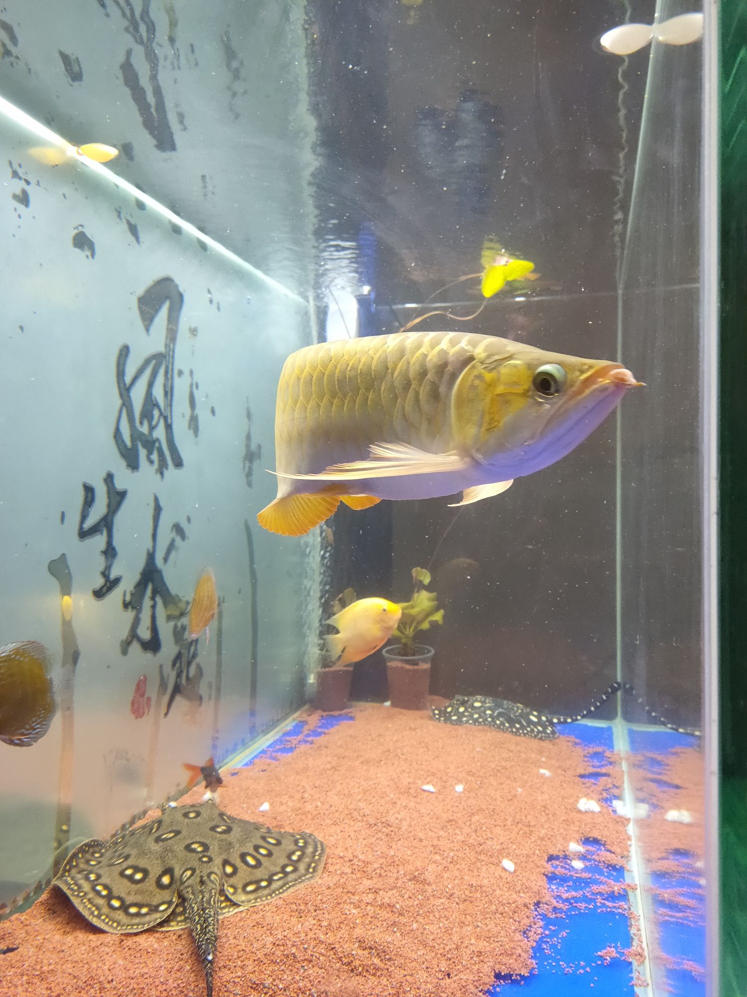 撫州水族館龍怕人 申古三間魚 第5張