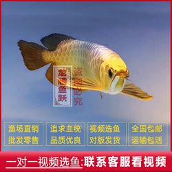 秦皇島觀賞魚市場(chǎng)明天到貨 觀賞魚市場(chǎng)（混養(yǎng)魚） 第1張