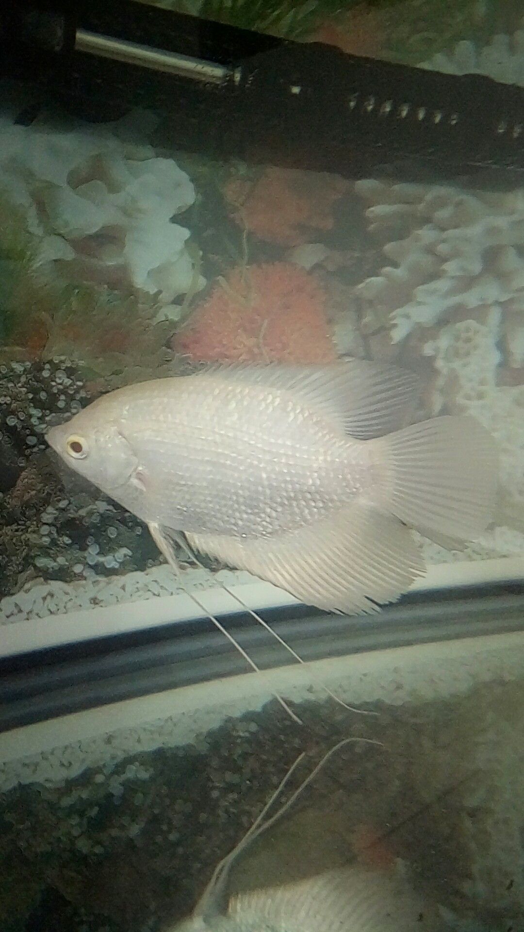 伊春水族館想請一條龍