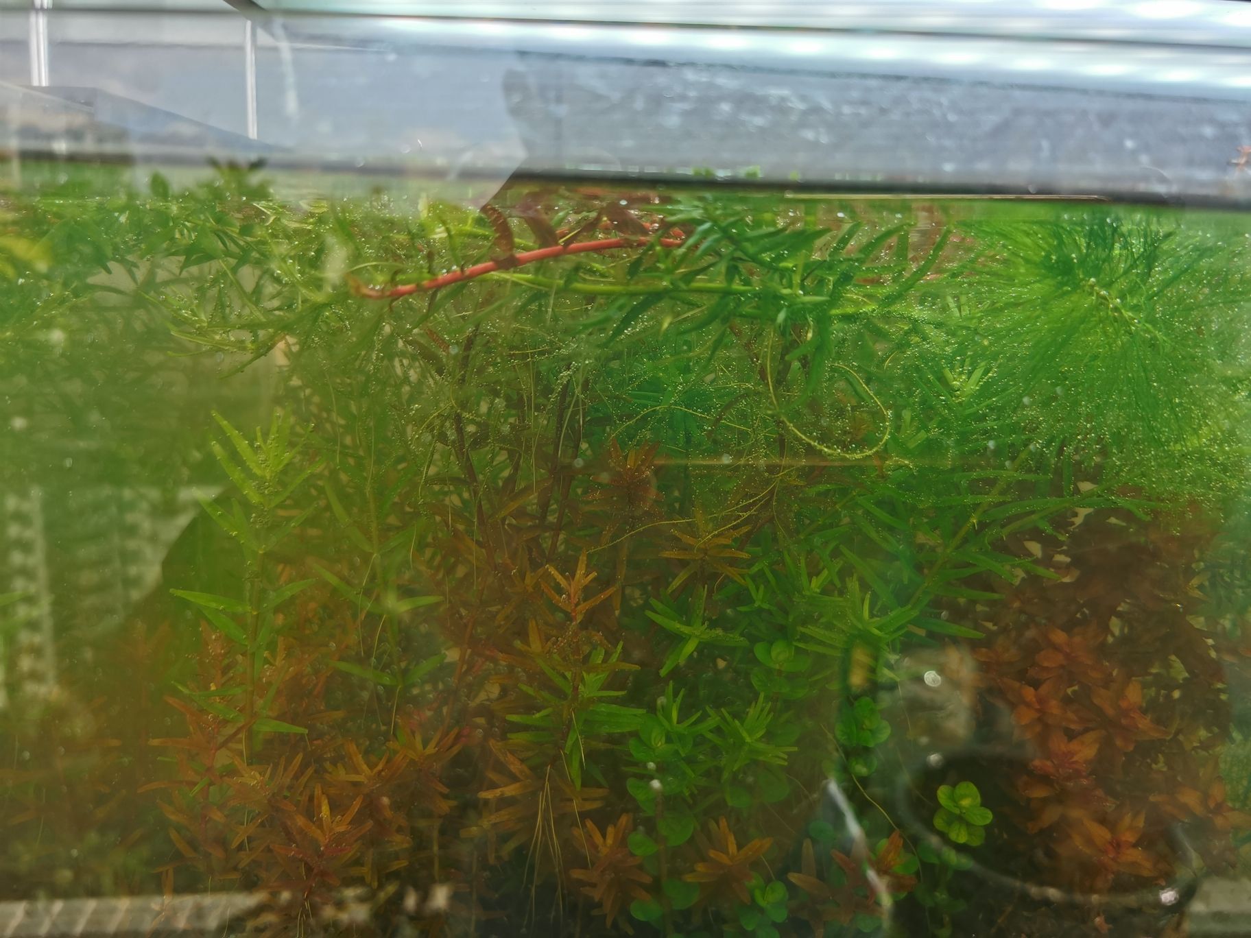 商洛水族館請問怎修剪水草？