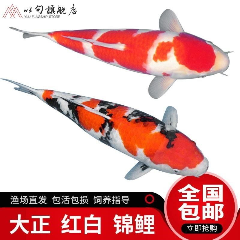 本溪觀賞魚(yú)市場(chǎng)加點(diǎn)魚(yú)