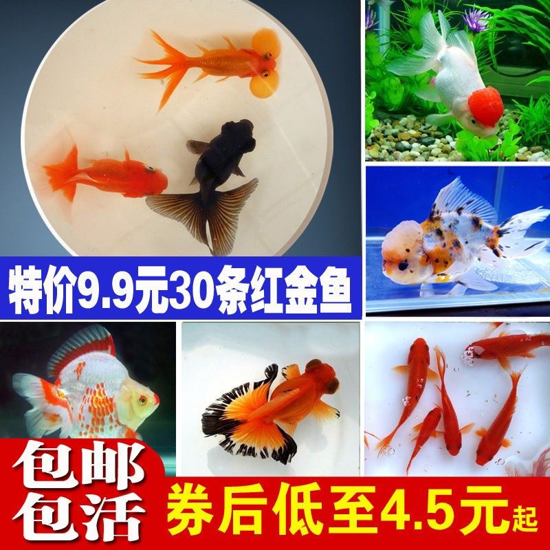 廈門水族館長大嘍