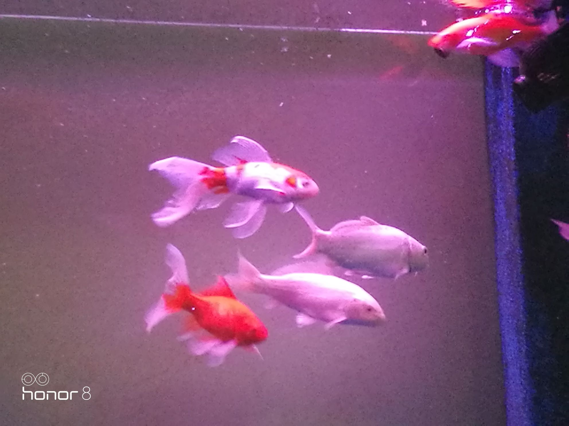 巴中水族館簽到晚安 三間鼠魚(yú)苗 第4張