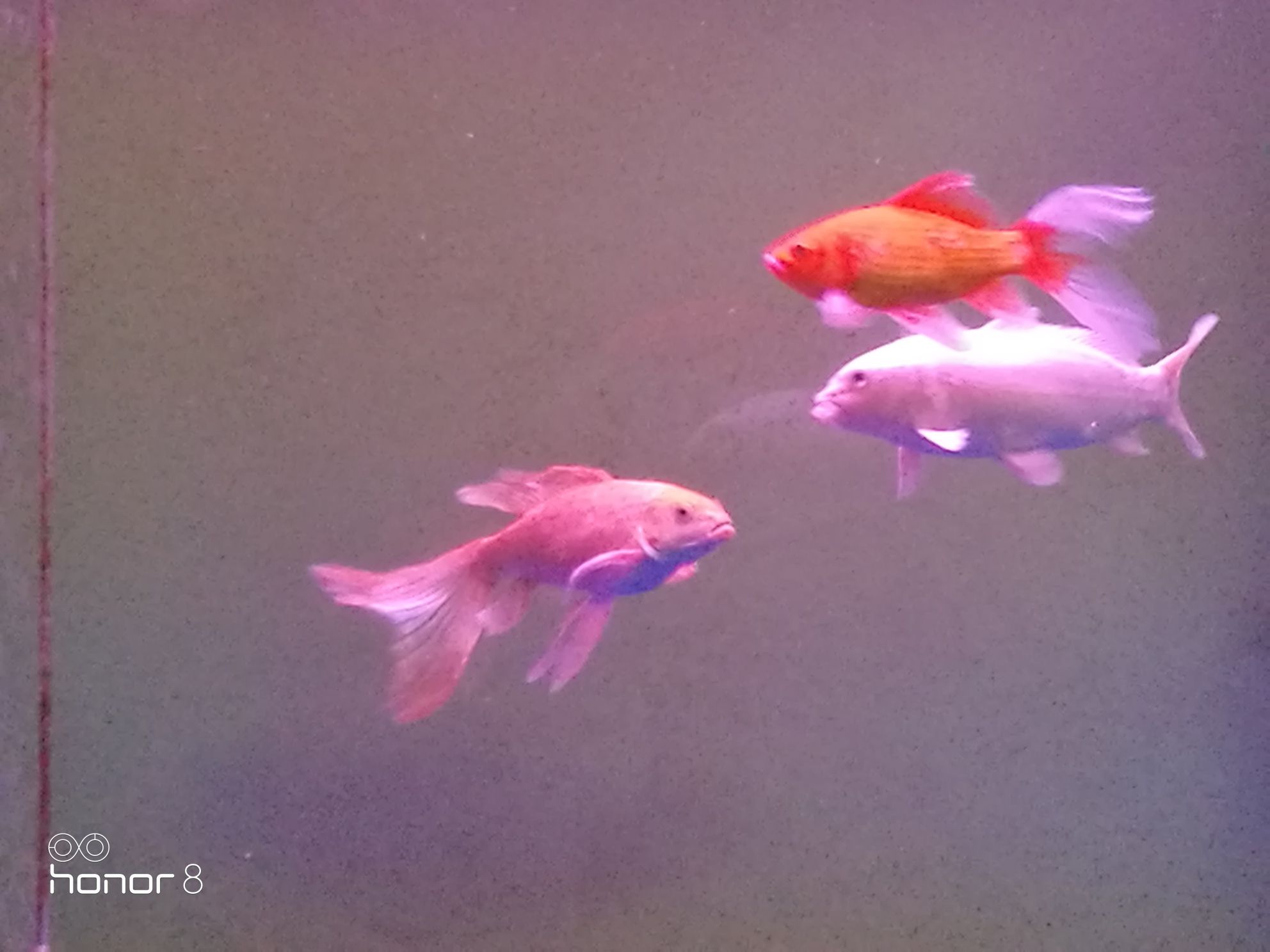 巴中水族館簽到晚安 三間鼠魚(yú)苗 第5張