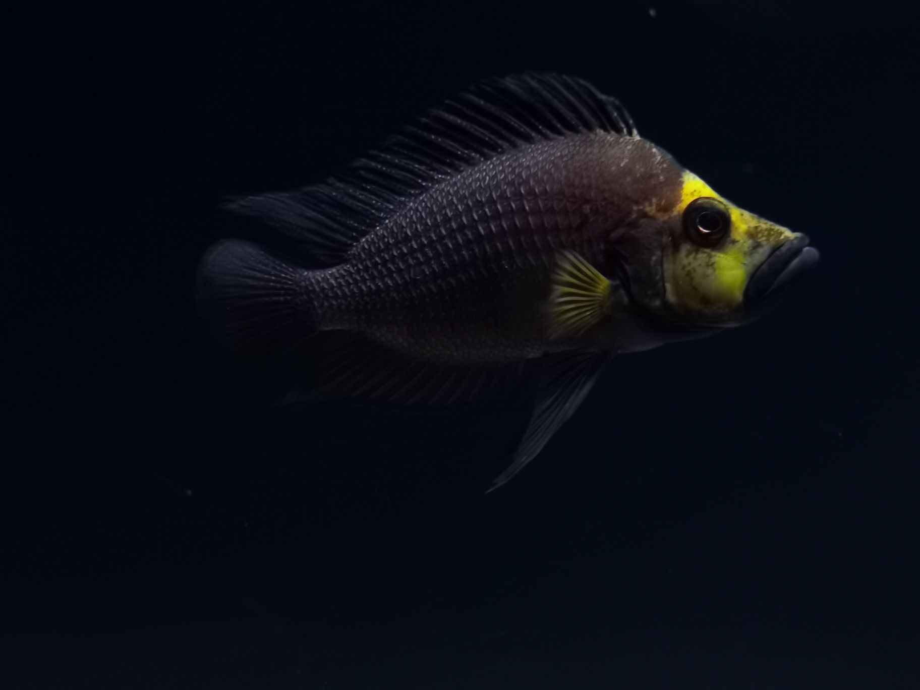 延邊朝鮮族自治州水族館發(fā)組美圖 南美異型魚 第6張