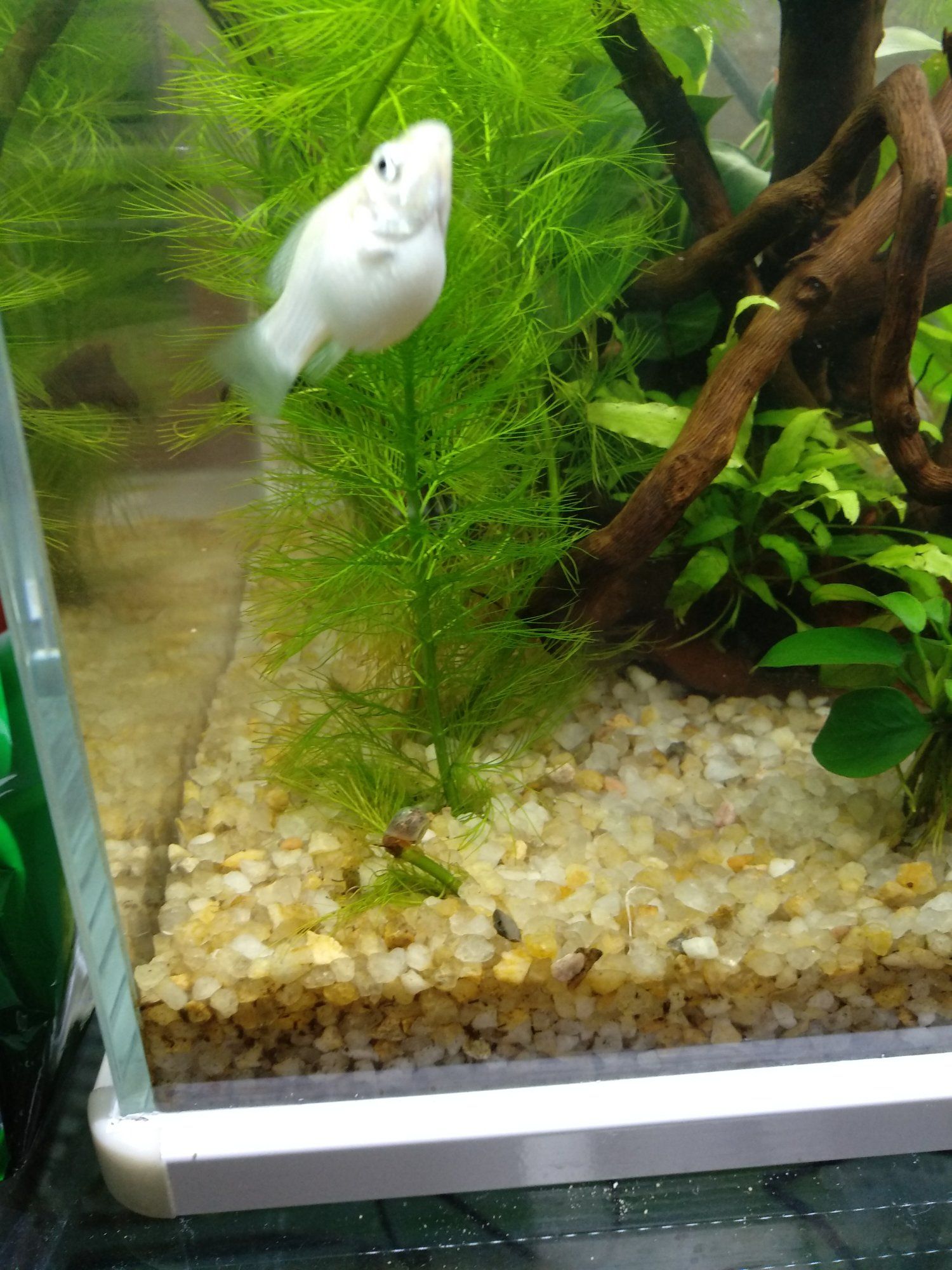 鷹潭水族館皮球魚