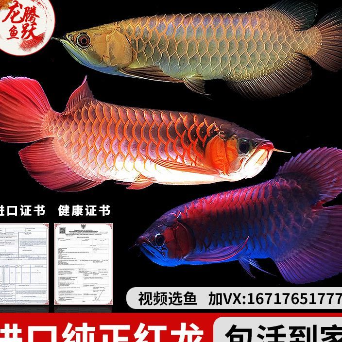 朝陽觀賞魚市場為什么銀龍魚不吃飼料了？怎么辦？