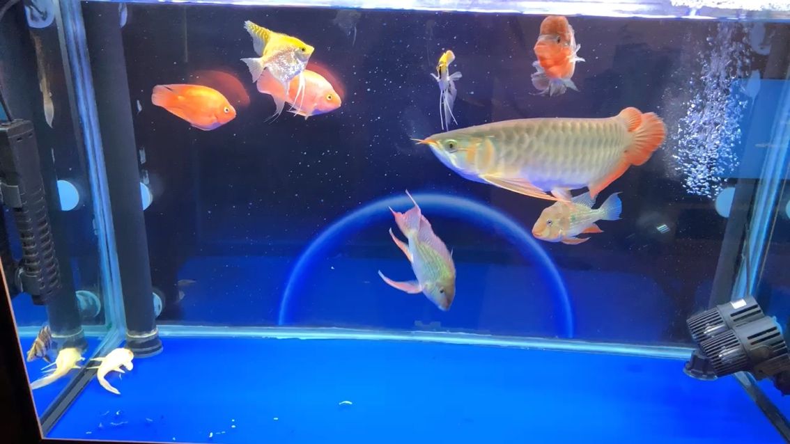 荊州水族館剛剛換了背景龍魚圈