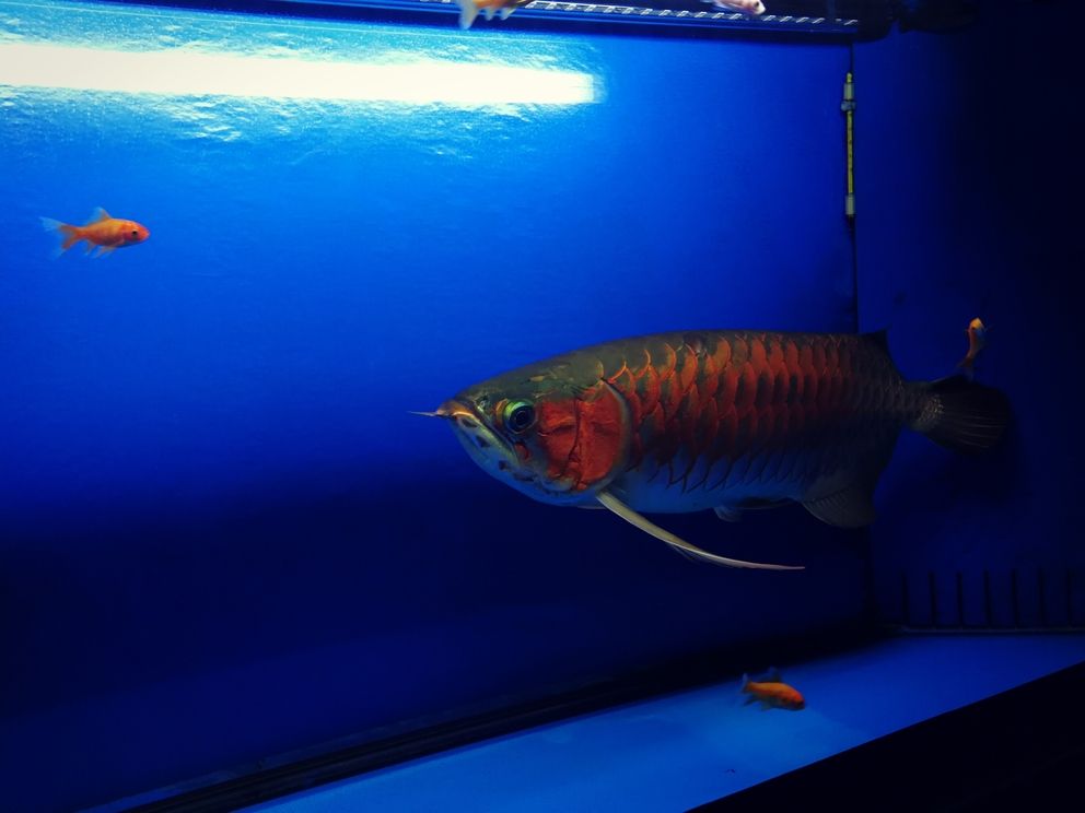 廣元水族館一周不見變化有點大