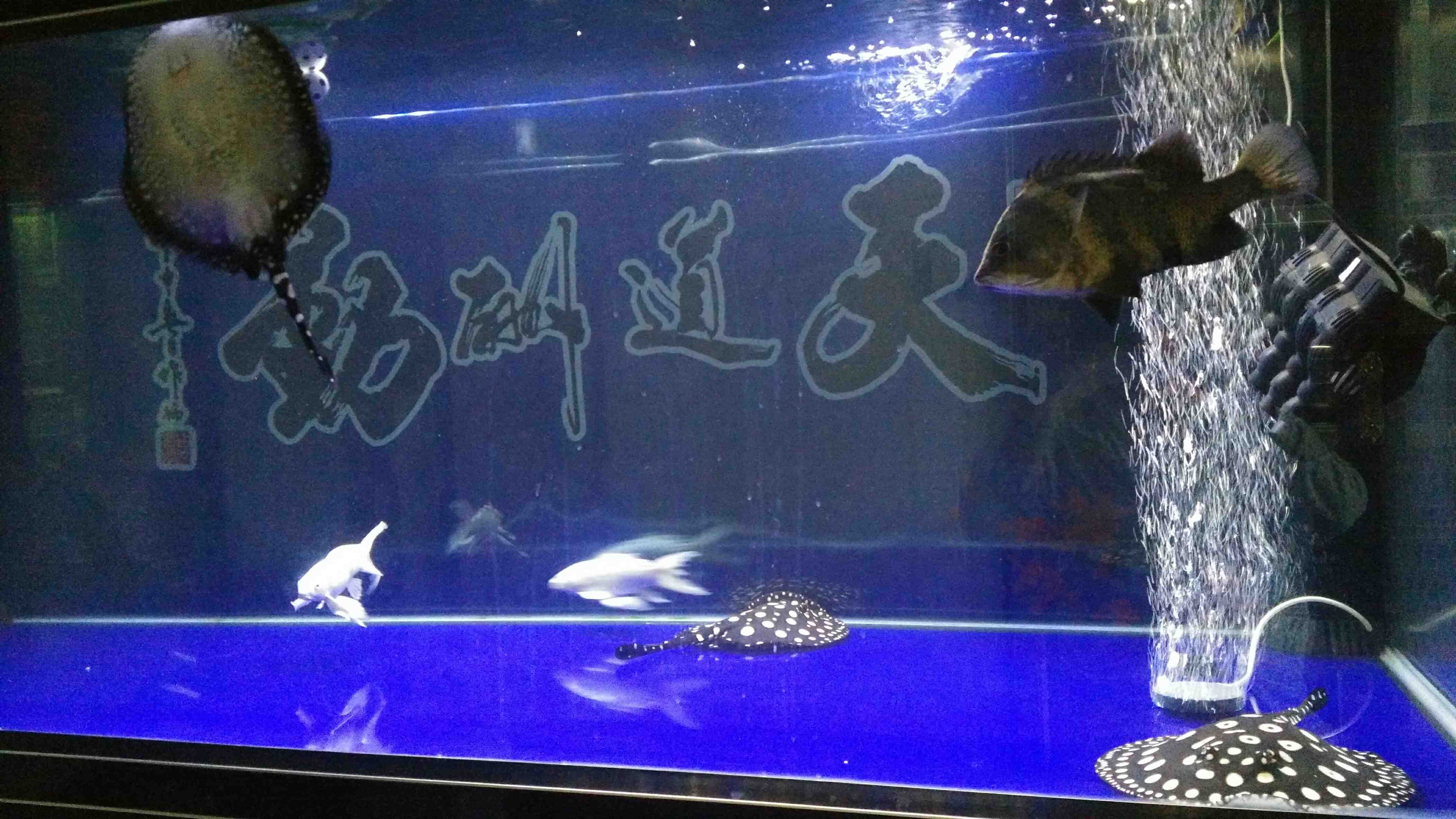 常德觀賞魚市場(chǎng)魚缸多大能繁殖啊