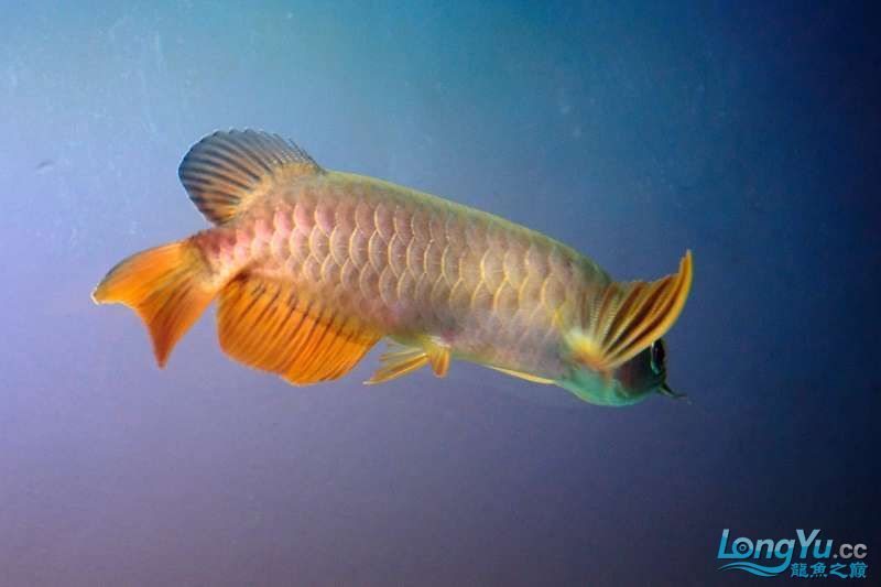 甘孜藏族自治州水族館養(yǎng)魚無貴賤人心有高低