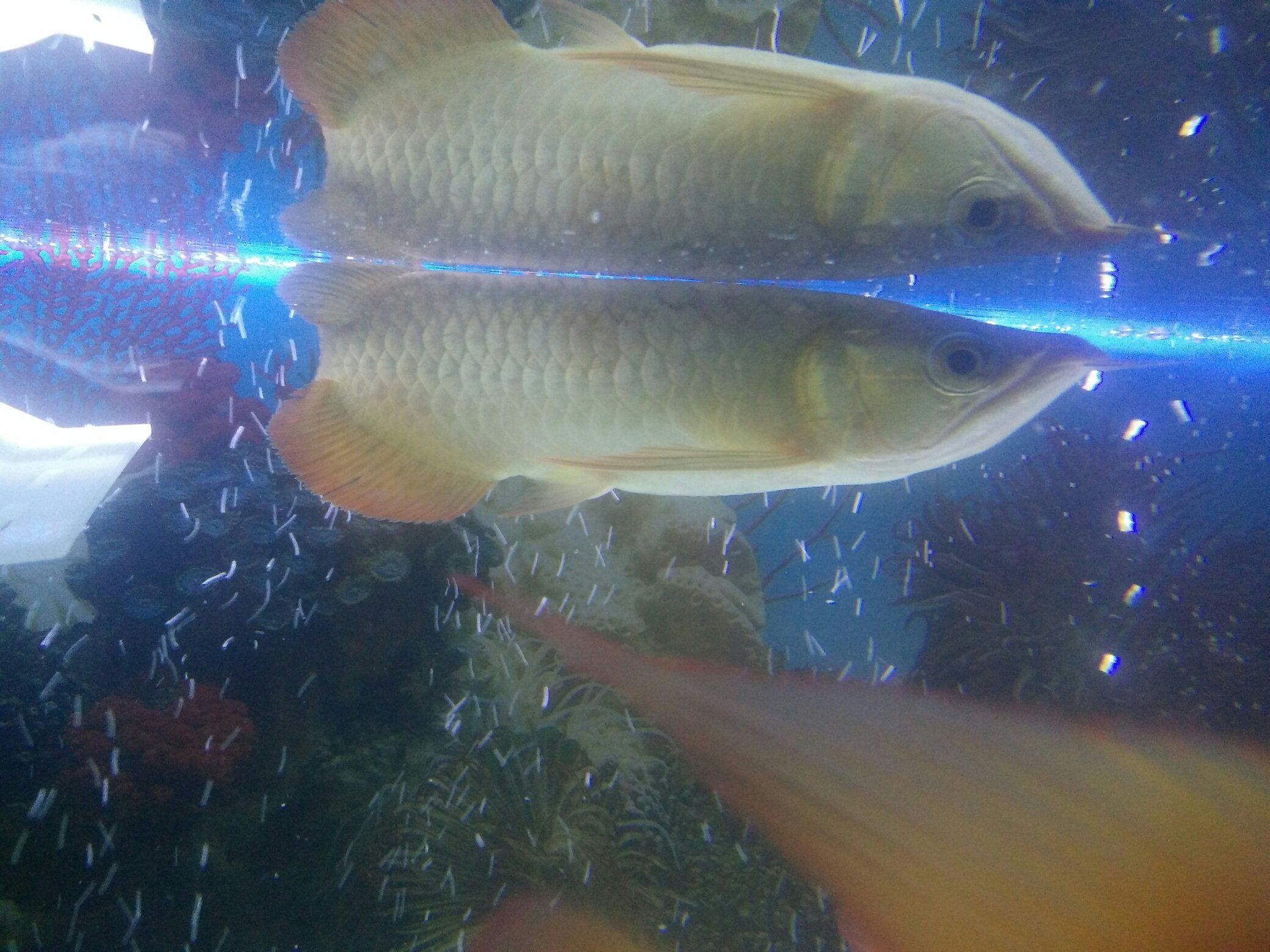 大神幫忙看下這是立麟病嗎？感覺不像 充氧泵 第4張