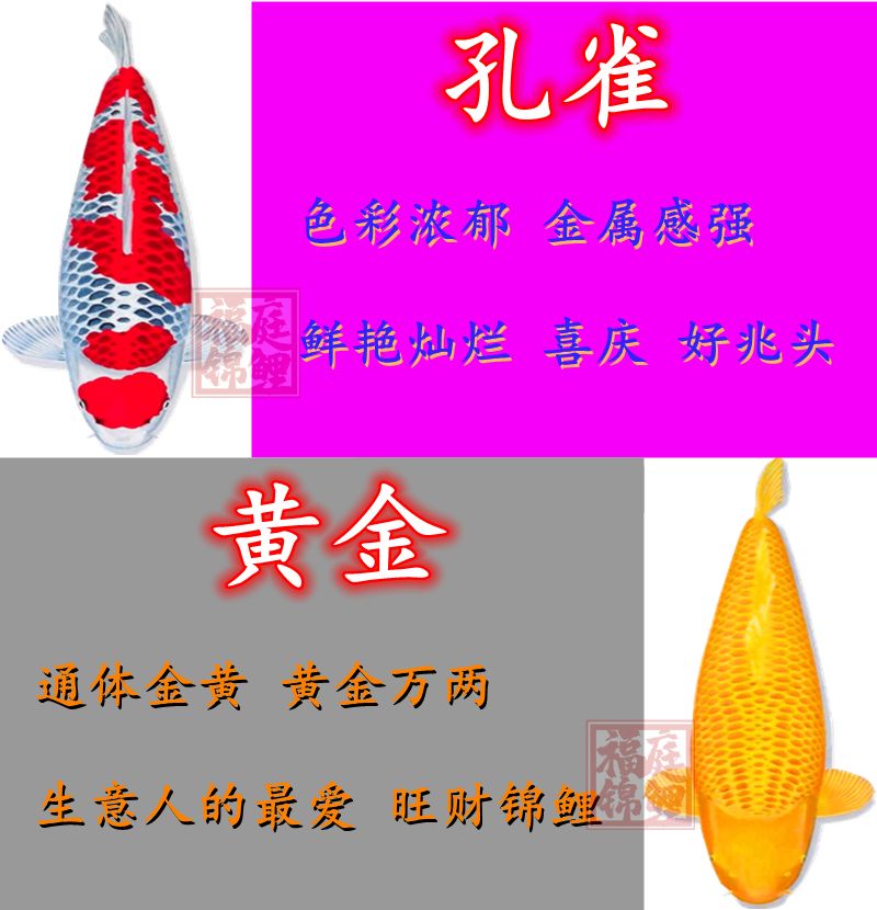 凈之美—養(yǎng)魚不換水+熱水器+自來水+水管子