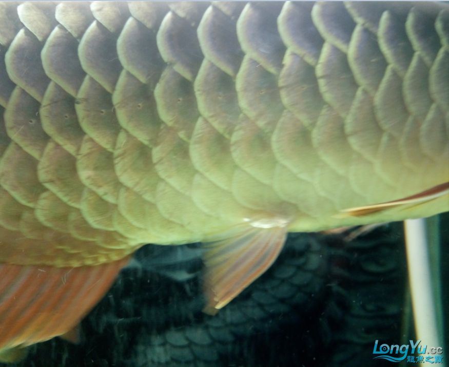 商丘觀賞魚市場龍魚吃食正常為什么鱗片會(huì)劃了蹭缸是內(nèi)寄還外寄